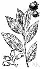 Vaccinium pennsylvanicum - low-growing deciduous shrub of northeastern North America having flowers in compact racemes and bearing sweet dark blue berries