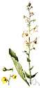 genus Verbascum