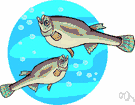 Gambusia affinis - silvery topminnow with rows of black spots of tropical North America and West Indies