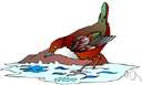 Dipper