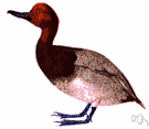 Aythya ferina - heavy-bodied Old World diving duck having a grey-and-black body and reddish head