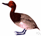 pochard - heavy-bodied Old World diving duck having a grey-and-black body and reddish head