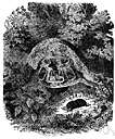 genus Uropsilus