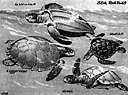 armor - tough more-or-less rigid protective covering of an animal or plant