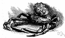 Pinnotheres ostreum - tiny soft-bodied crab living within the mantle cavity of oysters