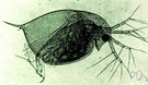 water flea - minute freshwater crustacean having a round body enclosed in a transparent shell