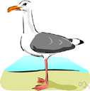 seagull - mostly white aquatic bird having long pointed wings and short legs