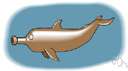 Pacific bottlenose dolphin - a bottlenose dolphin found in the Pacific Ocean