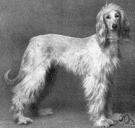Afghan hound - tall graceful breed of hound with a long silky coat