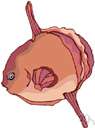 ocean sunfish - among the largest bony fish