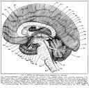 betweenbrain - the posterior division of the forebrain