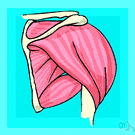 musculus serratus anterior - muscles that rotate the scapula and elevate the rib cage