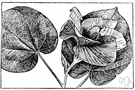 corkwood - very small deciduous dioecious tree or shrub of damp habitats in southeastern United States having extremely light wood