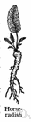 horseradish root - the root of the horseradish plant