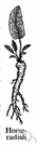 horseradish - the root of the horseradish plant