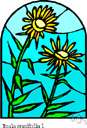 inula
