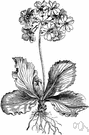 auricula - yellow-flowered primrose native to Alps
