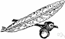 Quercus phellos - medium to large deciduous oak of the eastern United States having long lanceolate leaves and soft strong wood