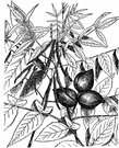 bitter pecan - hickory of southern United States having many narrow leaflets and rather bitter nuts