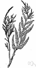 tamarisk - any shrub or small tree of the genus Tamarix having small scalelike or needle-shaped leaves and feathery racemes of small white or pinkish flowers
