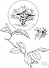 Sorbus domestica - medium-sized European tree resembling the rowan but bearing edible fruit