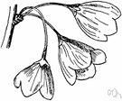 snowdrop tree - medium-sized tree of West Virginia to Florida and Texas