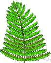western holly fern