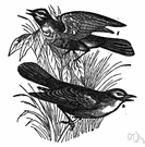 sedge bird - small European warbler that breeds among reeds and wedges and winters in Africa