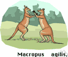 Macropus - type genus of the family Macropodidae: typical kangaroos and wallabies