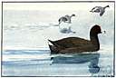water hen - a coot found in North America