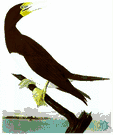 Sula - type genus of the Sulidae