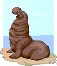 elephant seal - either of two large northern Atlantic earless seals having snouts like trunks