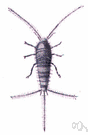 Lepisma saccharina - silver-grey wingless insect found in houses feeding on book bindings and starched clothing
