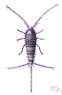 silverfish - silver-grey wingless insect found in houses feeding on book bindings and starched clothing
