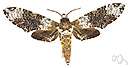 Manduca sexta - moth whose larvae are tobacco hornworms