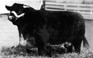 shorthorn - English breed of short-horned cattle