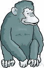 chimpanzee - intelligent somewhat arboreal ape of equatorial African forests