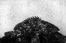 rock hind - found around rocky coasts or on reefs