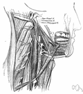 hypoglossal - supplies intrinsic muscles of the tongue and other tongue muscles