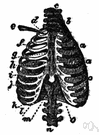 intercostal muscle - muscles between the ribs