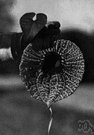 genus Aristolochia - birthworts
