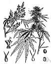 Madia sativa - South American herb with sticky glandular foliage