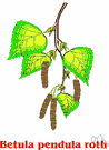 Betula pendula - European birch with silvery white peeling bark and markedly drooping branches