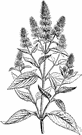 apple mint - mint with apple-scented stems of southern and western Europe