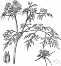 Aethusa cynapium - European weed naturalized in America that resembles parsley but causes nausea and poisoning when eaten
