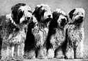 mongrelise - cause to become a mongrel