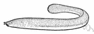 Myxine - type genus of the Myxinidae (typical hagfishes)
