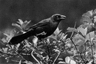 Quiscalus quiscula - eastern United States grackle