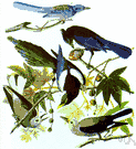 Nucifraga columbiana - nutcracker of the western United States