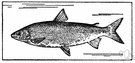 Coregonus clupeaformis - found in the Great Lakes and north to Alaska